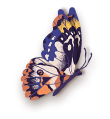 mariposa-mitad-2